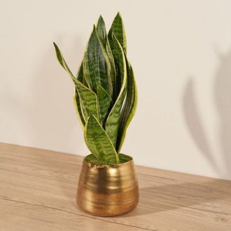 The Bouqs Oasis