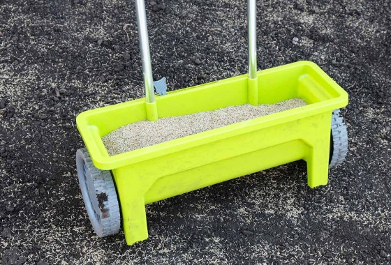Best Grass Seeds