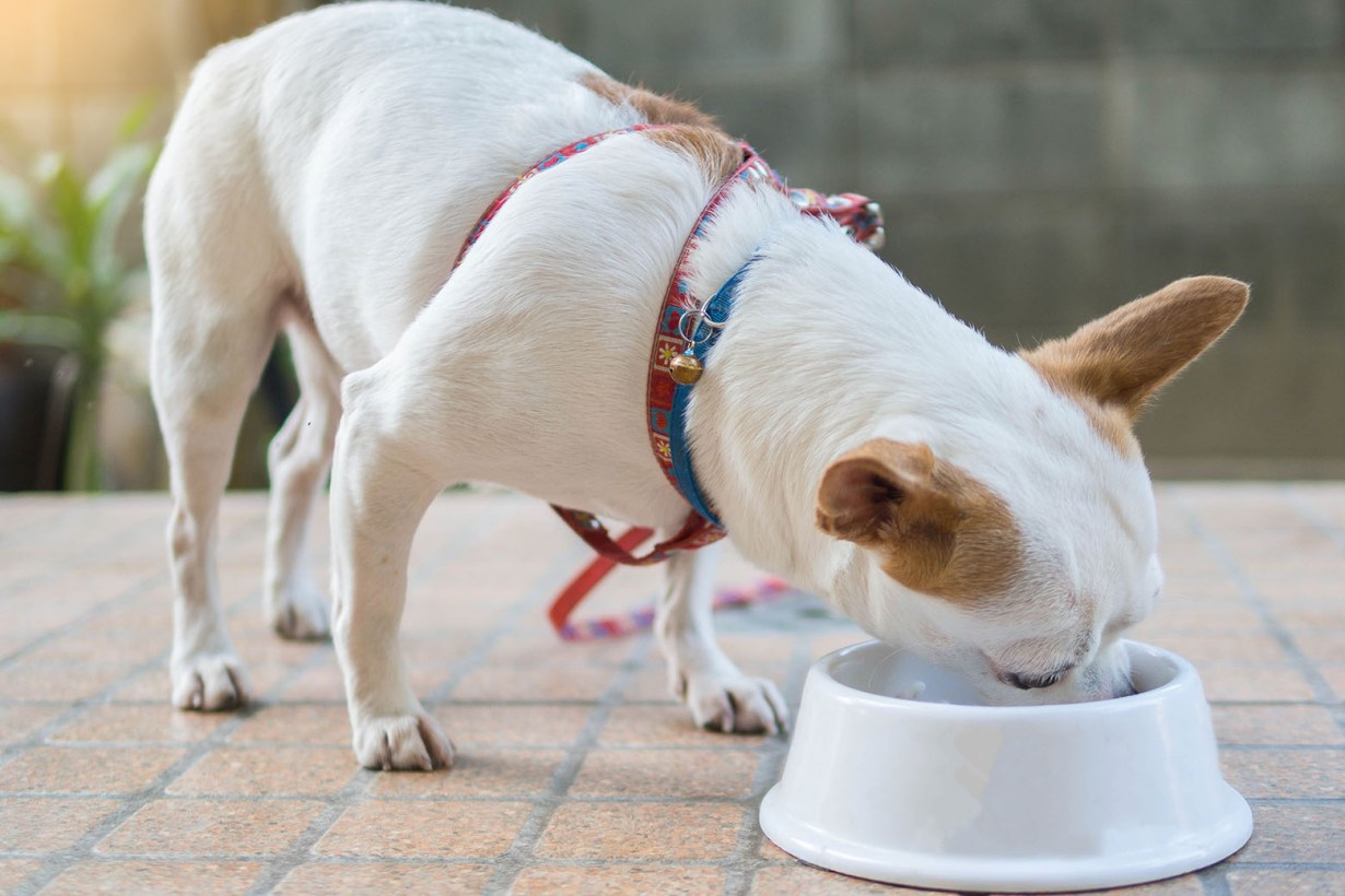 Diamond dog food