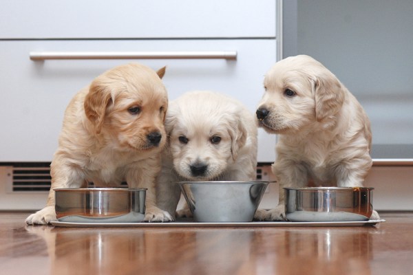 dog food3