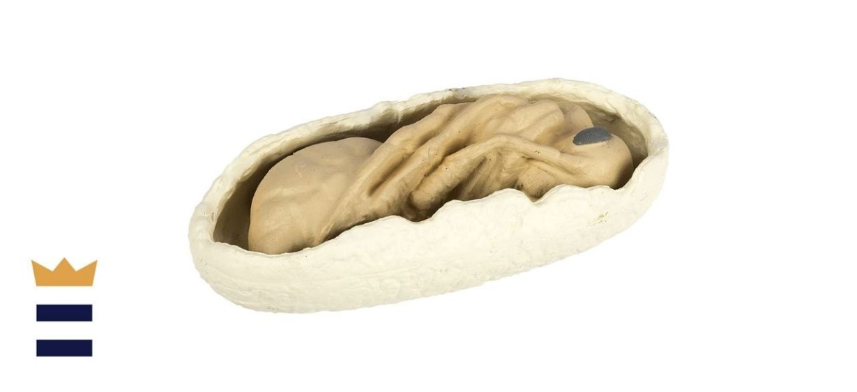 Safari Life Cycle Of An Ant