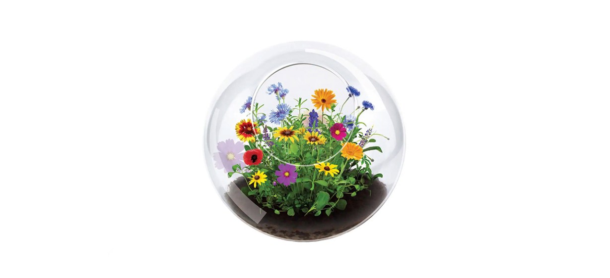 Best Unique Gardener Wildflower Blooms Terrarium Best Unique Gardener Wildflower Blooms Terrarium