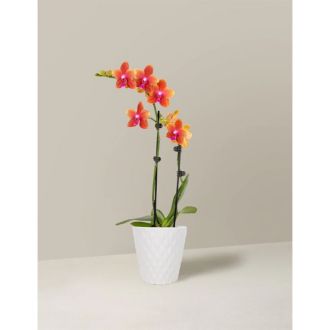 The Sill Petite Sunset Orchid