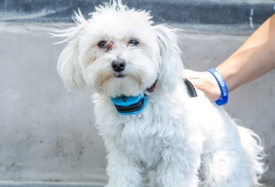 Best Pet Grooming Rakes