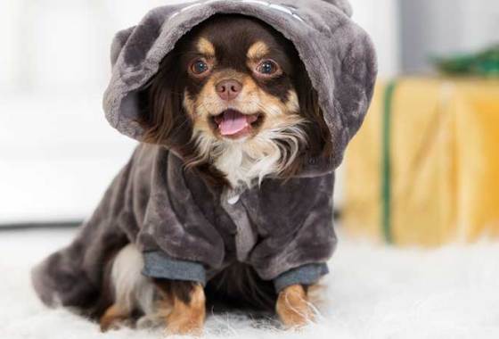 Best Dog Hoodies