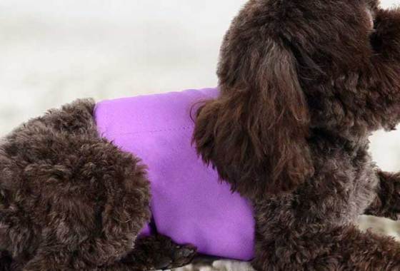 Best Male Dog Wraps