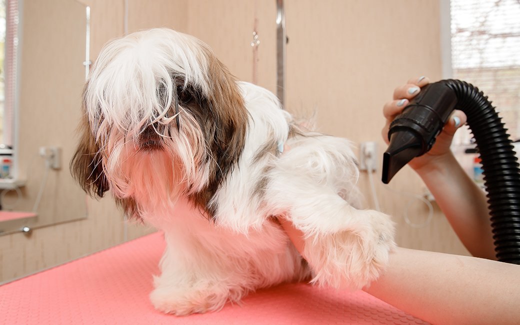 A dog being dried by a dog drier