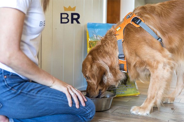 Best Dog Food