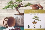 Bonsai Indoor Tree Starter Kits