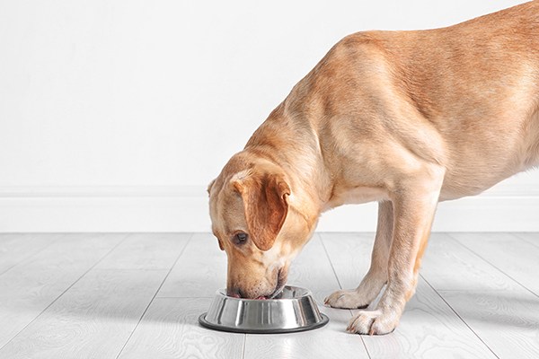 dog food vegetarian