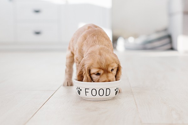 vegetarian canned dog food