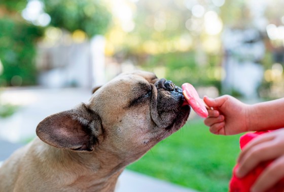 15 best pupsicles for dogs to cool off with in summer