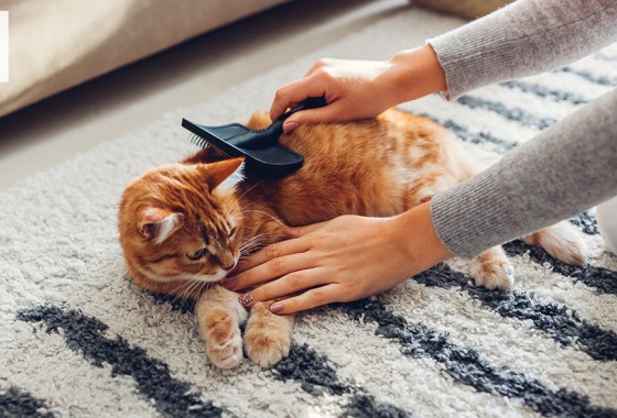 Best cat brushes