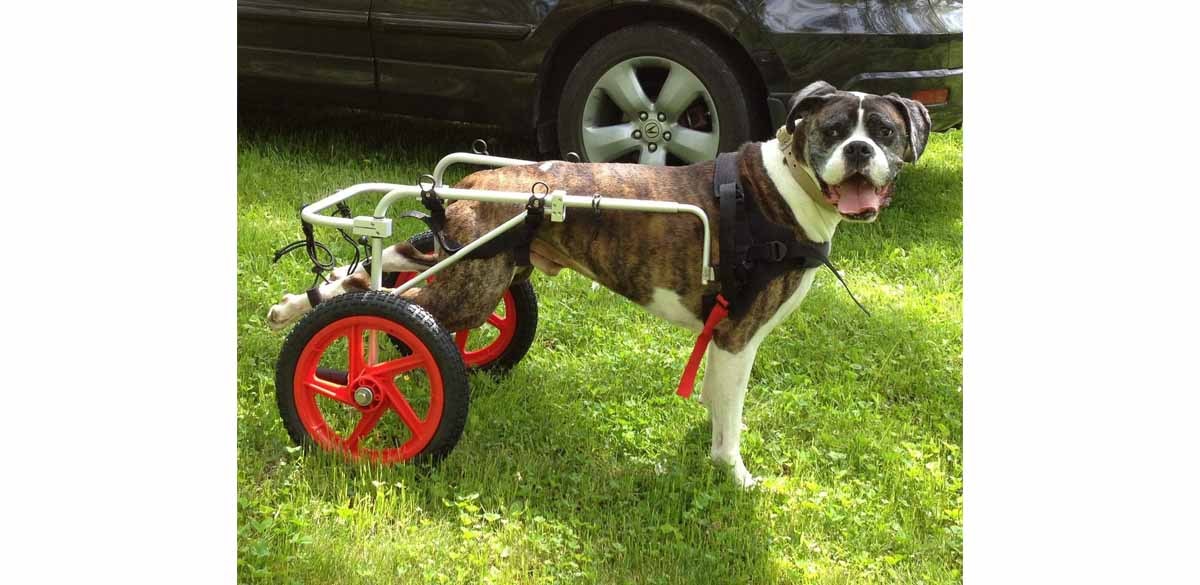Best Friend Mobility Dog Wheelchair