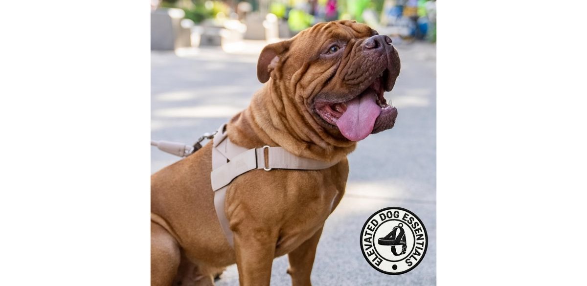Dog Friendly Co. Dog Harness