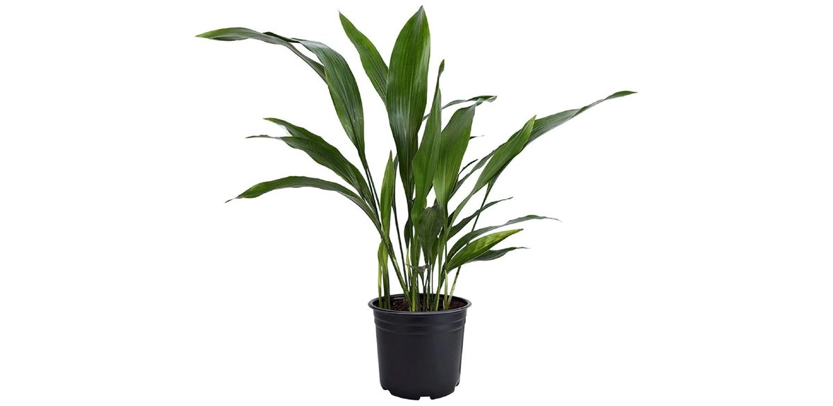 Pet Friendly American Plant Exchange Cast Iron Plant