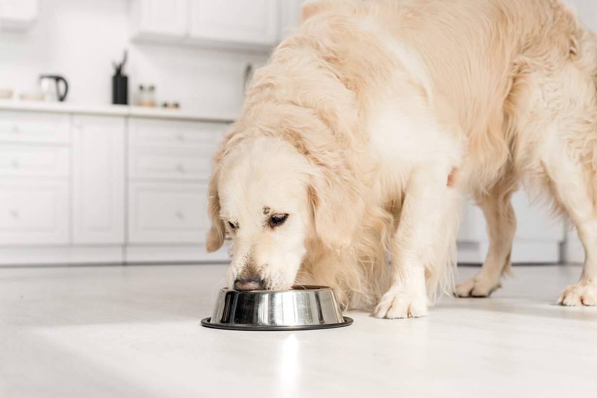 a dog eating