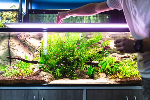 aquarium decor3