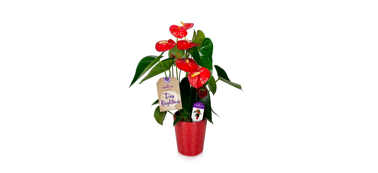 Best Hallmark Flowers - Happy Hearts Anthurium 