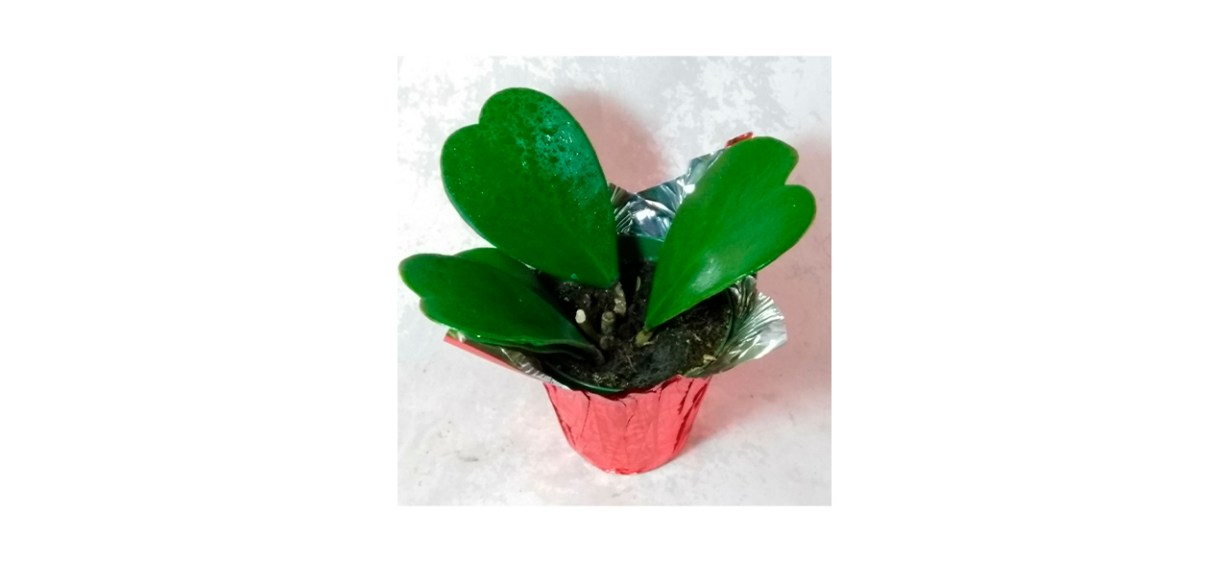 Best JM Bamboo - Hoya Kerrii Sweetheart Plant