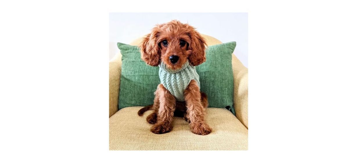 Dog wearing WithCongratulations Personalized Dog Jumper in mint green