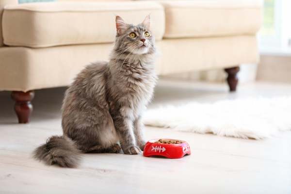 cat food1