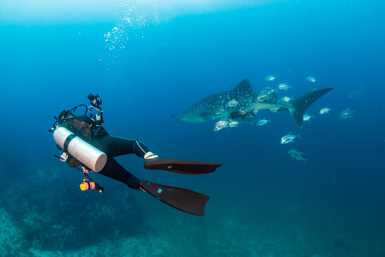 diving fin3