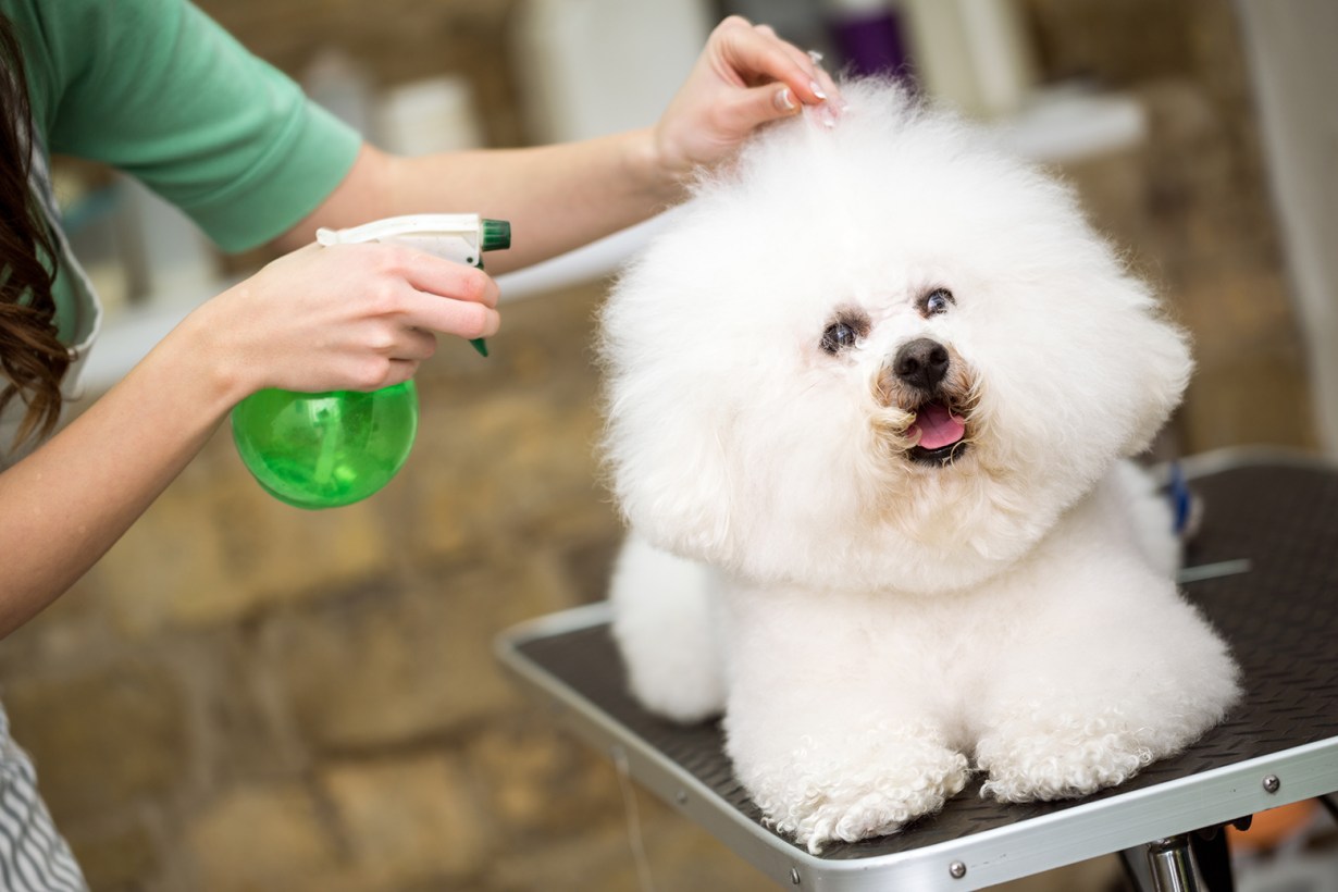 dog colognes3
