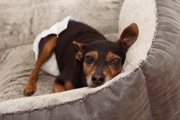 dog diaper4