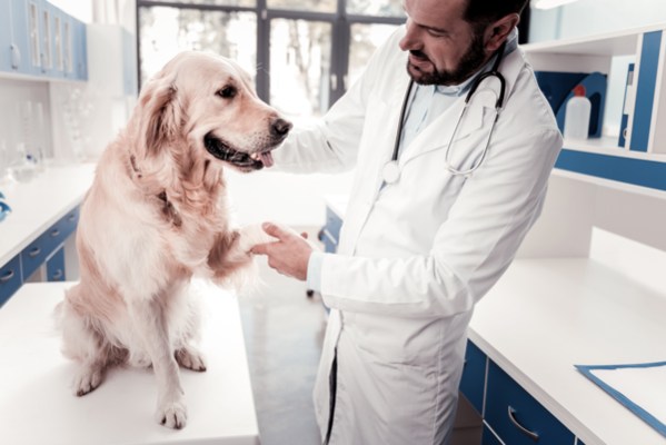 dog heartworm med3
