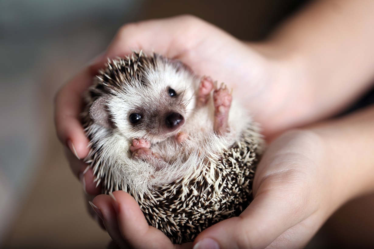 hedgehog food1