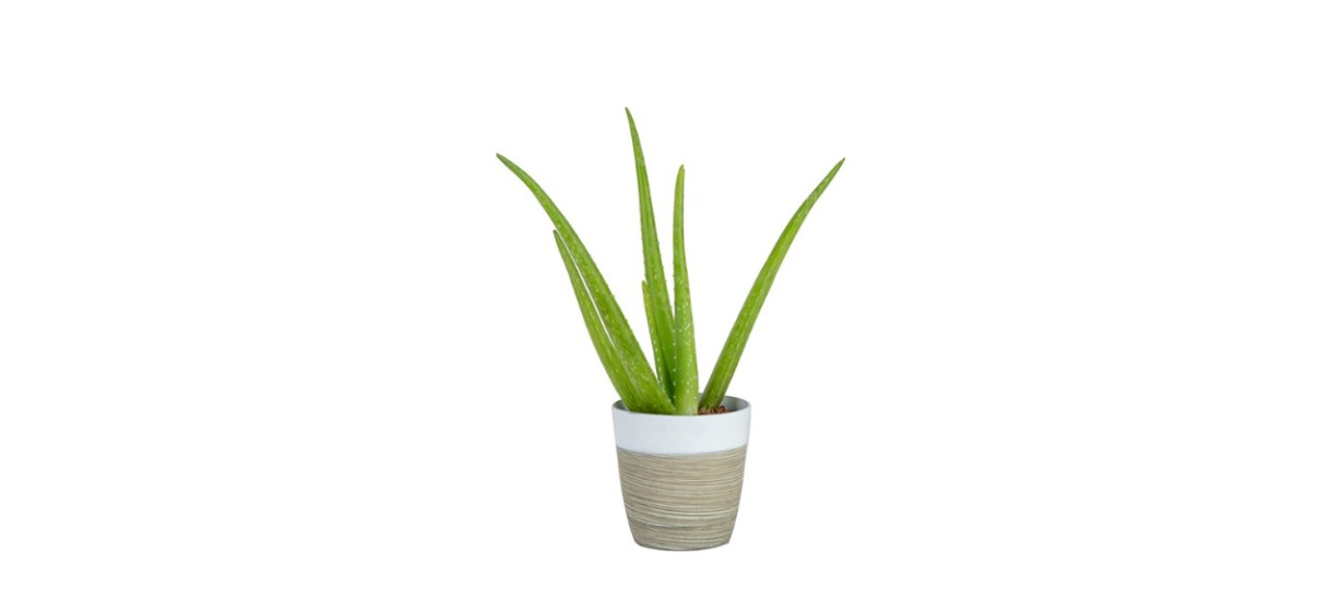Costa Farms Aloe Vera