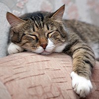 3-low protein cat food