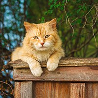 anxiety relief for cats