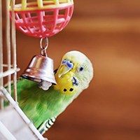 a bird playing with its toys