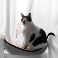 cat hammock2
