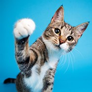 cat probiotics2