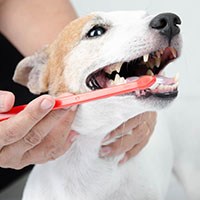 brushing dog's teeth