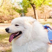 dog colognes2