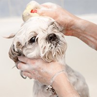 dog conditioners3