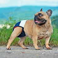 dog diaper3