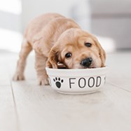 dog food2
