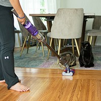 a person cleaning with a vacuum in front of two cats