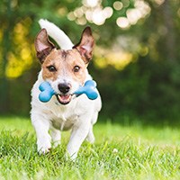 Nylabone dog toys