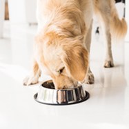 purina pro plan2