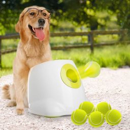 All for Paws