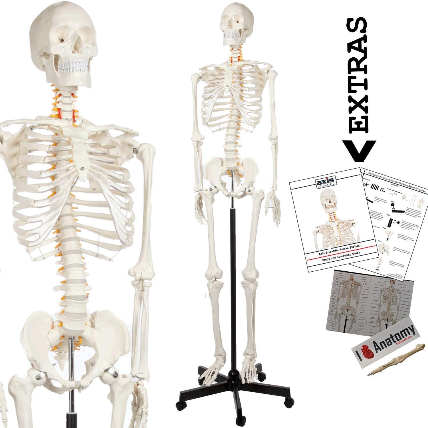 Axis Scientific Human Skeleton Anatomy Model