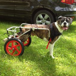 Best Friend Mobility