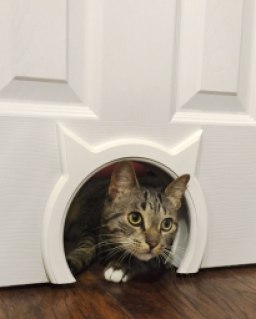 The Kitty Pass